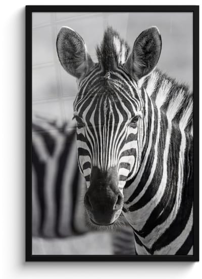 Poster in lijst - Fotolijst 60x90 cm - Posters - Zebra's - Zwart - Wit - Posterlijst zwart - Decoratie - Wanddecoratie woonkamer - Muurdecoratie slaapkamer