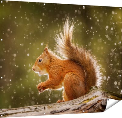 Gards Tuinposter Eekhoorn in de Regen - 150x120 cm - Tuindoek - Tuindecoratie - Wanddecoratie buiten - Tuinschilderij