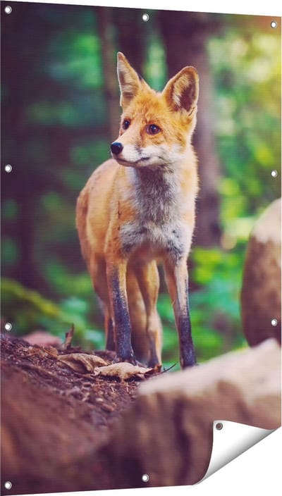 Gards Tuinposter Vos in het Bos bij Stenen - 80x120 cm - Tuindoek - Tuindecoratie - Wanddecoratie buiten - Tuinschilderij