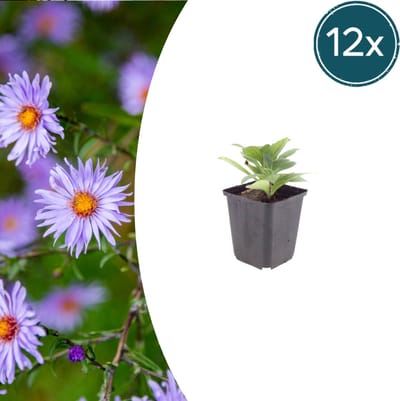 Tuinplantenshop.com | Aster frikartii 'Monch' | 12 stuks - Ø9cm - 10-25cm hoog - Tuinplant