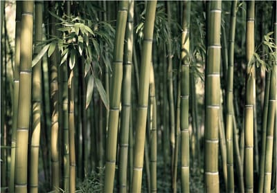 Fotobehangkoning - Behang - Vliesbehang - Fotobehang Bamboe - Bamboo Exotic - 150 x 105 cm