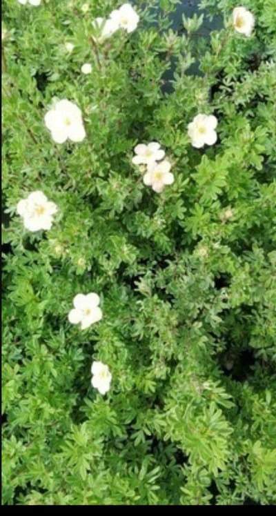 2 x Potentilla frut. 'Lovely Pink'® ('pink beauty'®) - Struikganzerik, Heesterganzerik, Vijfvingerkruid 25- 30 cm in pot