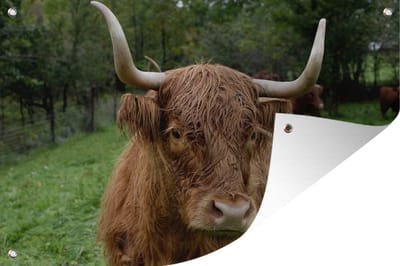 Tuindecoratie Schotse Hooglander - Dieren - Gras - 60x40 cm - Tuinposter - Tuindoek