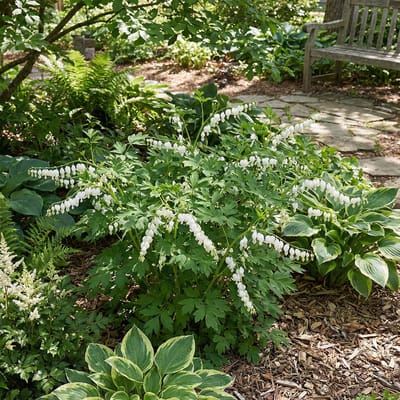 Bloomique - Set van 3 - Dicentra Spectabilis Alba - Tranend Hartje - Rijkbloeiend - Winterhard - Vaste plant 10-20 cm hoog - Pot 9 cm