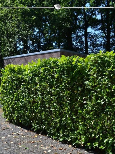 Laurier Prunus Novita 160-180 cm, 18x Haagplant
