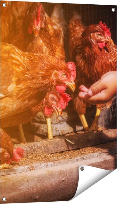 Gards Tuinposter Kippen Krijgen te Eten - 60x90 cm - Tuindoek - Tuindecoratie - Wanddecoratie buiten - Tuinschilderij