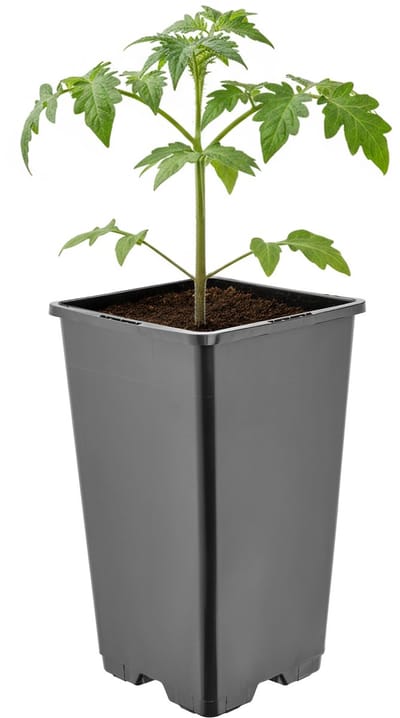Garronda Hoge vierkante kunststof bloempot met drainagegaten voor tuin (Zwart, 11 x 11 x 19 cm (1,7L)) GD-KW-HS