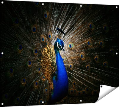 Gards Tuinposter Blauwe Pauw met Grote Veren - 120x90 cm - Tuindoek - Tuindecoratie - Wanddecoratie buiten - Tuinschilderij