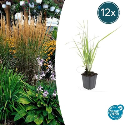 12x Struisriet 'Karl Foerster' | Calamagrostis acutiflora 10-25cm
