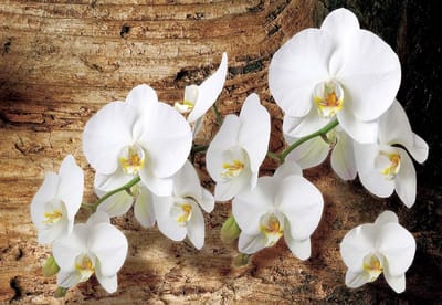 Fotobehang Flowers  | XL - 208cm x 146cm | 130g/m2 Vlies