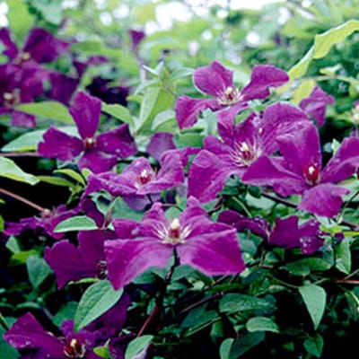 Clematis Viticella Polish Spirit Bosrank - Klimplant - 50-60 cm in pot - Donker paarse kleinbloemige clematis
