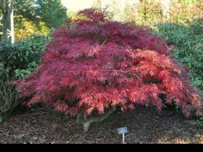 1 x Acer palm. 'Garnet' ('dissect. garnet') - Japanse Esdoorn 'Garnet' 40- 50 cm in pot