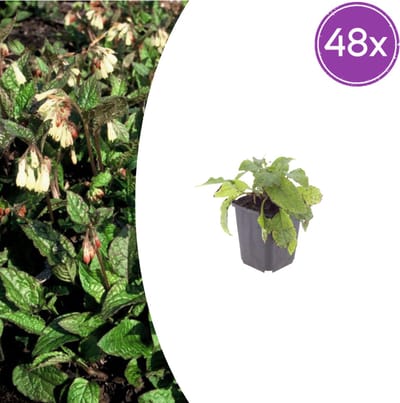 Tuinplantenshop.com | Symphytum grandiflorum | 48 stuks - Ø9cm - 10-25cm hoog - Tuinplant