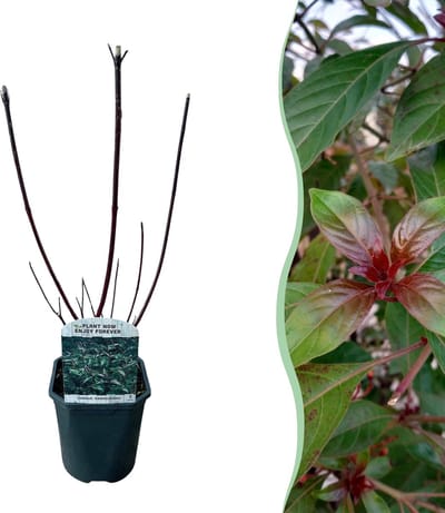 Plantenboetiek.nl | Cornus alba Kesselringii - Paarse Takken - Bladverliezend - Weinig Onderhoud - Ø18cm - 40-50cm hoog - Tuinplant