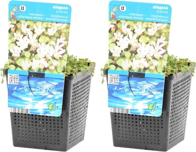 Vijverplanten Set - Zuurstofplanten Bodembedekker - Vijver Verlevendigen - Winterhard Onderhoudsarm - 10-20 cm Hoog - Groen
