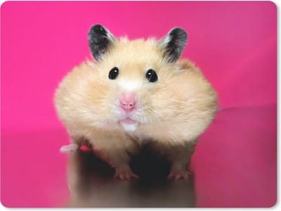Muismat Hamsters - Hamster met roze achtergrond muismat rubber - 23x19 cm - Muismat met foto