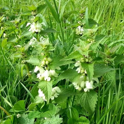 6x Lamium album Pot 9x9cm - Witte dovenetel, een bodembedekker met witte bloemen