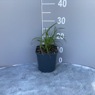 Plants Online - Tuinplanten - Siergrassen - Set van 1 - Carex morrowii 'Irish Green' - 2 liter pot - Plant