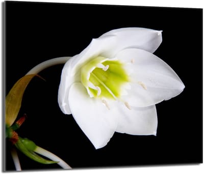 TMK ArtDeko - Beschermplaat Glas - 60x52 cm - Orchidee - Veelzijdig Gebruik