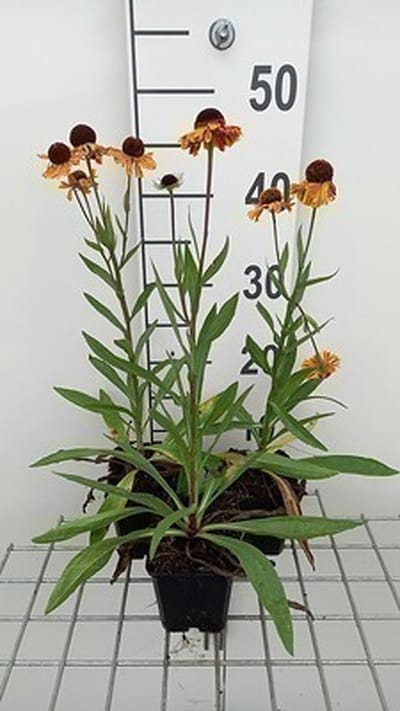 6x Zonnekruid - Helenium hybr. 'Carmen' | 9x9 cm pot