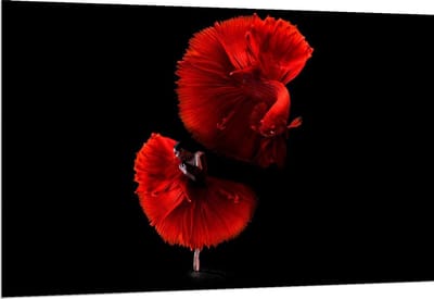 Dibond - Danseres met Rode Vis - 150x100cm Foto op Aluminium (Wanddecoratie van metaal)