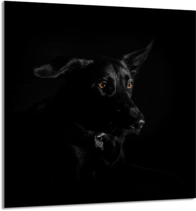 TMK ArtDeko - Glazen Keukenpaneel - 60x65 cm - Pies - Veilig en Praktisch