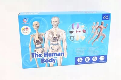 Anatomisch Model Menselijk Lichaam - Educatief Speelgoed