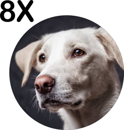Luxe Ronde Placemat - Witte Hond met Donkere Achtergrond - Set van 8 Placemats - 50x50 cm - 2 mm dik Vinyl - Anti Slip - Afneembaar