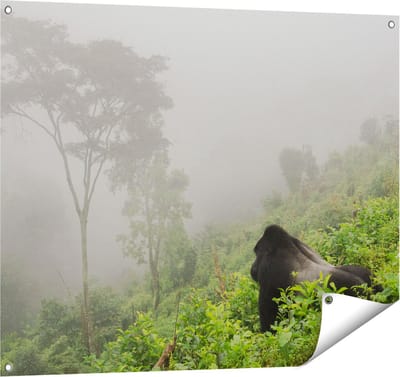 Gards Tuinposter Gorilla in het Woud tijdens de Mist - 100x80 cm - Tuindoek - Tuindecoratie - Wanddecoratie buiten - Tuinschilderij