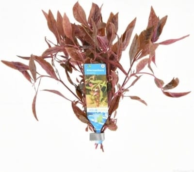 Moerings Alternanthera Sessilis | Koperkleurig papegaaienblad | in Terracotta Ring