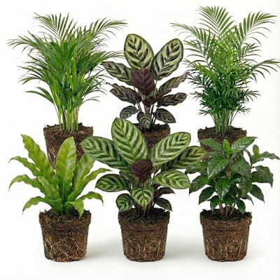 vdvelde.com - Luchtzuiverende kamerplanten set 6 stuks - Onderhoudsvriendelijke groene planten voor thuis & kantoor - Verbetert luchtkwaliteit - Huisdiervriendelijk - Ø12 cm, ca. 30-40 cm hoog