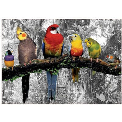 Broderie complète animaux perroquets 5d bricolage diamant peinture oiseaux strass broderie 20X30CM black