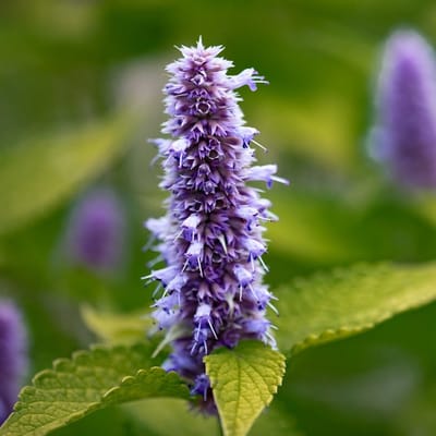 6x Agastache rugosa 'Golden Jubilée' Pot 9x9cm - Prachtige gouden plant voor in de tuin