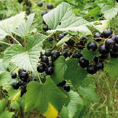 Zwarte bes - Ribes nigrum - kleinfruit - bessenstruik - fruitstruik - hoog gehalte vitamines en mineralen