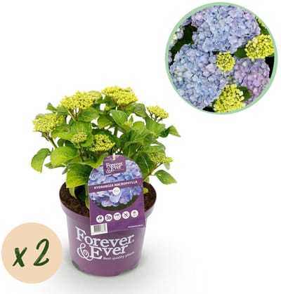Green boutiQ - Terrasplant - Hortensia - Hydrangea Forever & Ever - Blauw - 7-12 Bloemen - 2 Planten - Pot 23cm Hoogte 55cm