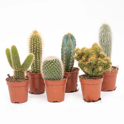 Cactus Set van 12 - ↑ 8–12 cm