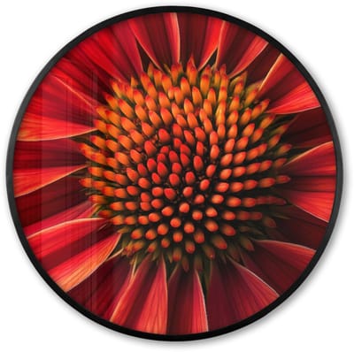 Poster in lijst Rond - Fotolijst 60x60 cm - Posters - Close up - Bloem- Rood - Ronde posterlijst zwart - Decoratie - Wanddecoratie woonkamer - Muurdecoratie slaapkamer