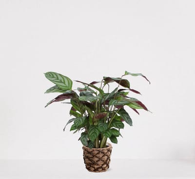 Calathea Compactstar in siermand Mandy Naturel – luchtzuiverende kamerplant – pauwenplant – living plant - 35-45cm - Ø13 – geleverd met plantenpot – vers uit de kwekerij
