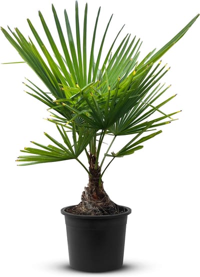 Tropictrees - Palmboom - Trachycarpus Fortunei - Plant - Winterhard - Pot ⌀ 20cm - Hoogte ca. 70cm