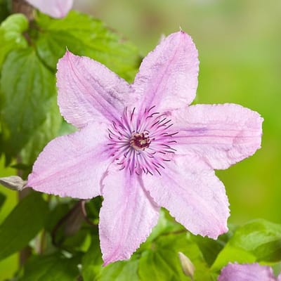 Hello Plants Clematis Hagley Hybrid Bosrank - Klimplant - Ø 15 cm - Hoogte: 65 cm