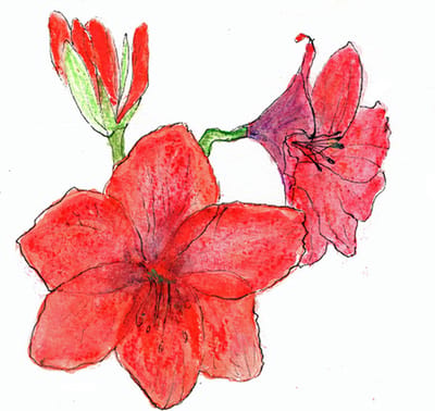 kittyblum - Set van 9 dubbele eco botanische kaarten. Handgeschilderd Amaryllis. Duurzaam. Grote dubbele kaarten met enveloppe. Rood. Chique uitstraling. Botanische tekening. Brievenbus pakketje Inclusief verzendkosten korting bij twee pakjes
