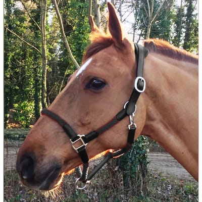 Paarden halster Cavaletti Tara