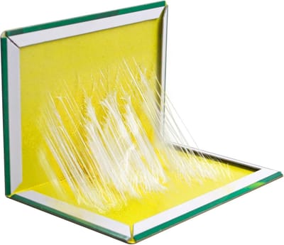 EXTRA STERKE XXL Lijmvallen 10 Stuks - Pinda Aroma - Professionele Lijmval voor Ongedierte & Insecten - Kant-en-Klaar & Gifvrij
