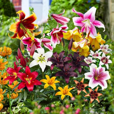Lelie Bloembollen Winterhard - Lilium Budget Mix - 30 stuks - Meerkleurig - Bloem bollen Mix Meerjarig - Leliebollen