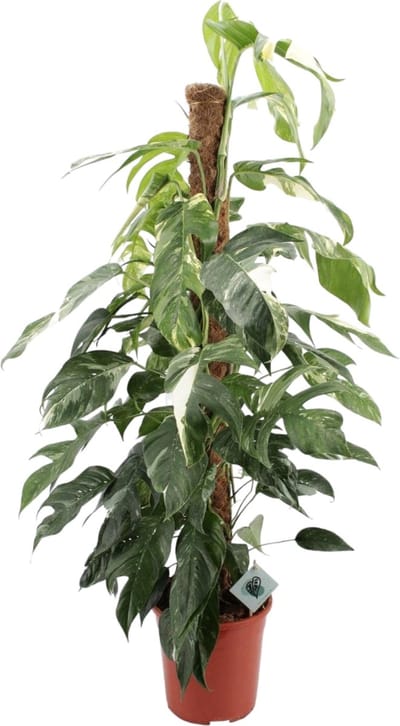 Trendyplants special - Epipremnum Pinnatum Albo Variegata - Kamerplant - Hoogte 115-135 cm - Potmaat Ø24cm