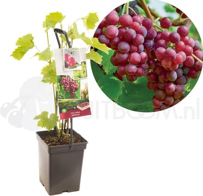 Vitis vinifera Katharina | roze druif | Ø 18 cm