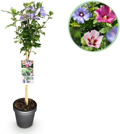 Plantenboetiek.nl | Hibiscus syriacus Tricolour - Terras Plant - Bladverliezend - Winterhard - Witte, Roze, Paarse Bloem - Ø19cm - 80-90cm hoog - Tuinplant