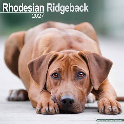 Rhodesian Ridgeback Kalender 2027