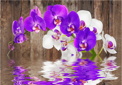 Fotobehangkoning - Behang - Vliesbehang - Fotobehang Wit en Paarse Bloemen - Connection - 400 x 280 cm