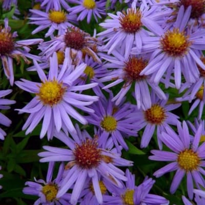 Herfstaster (Aster Dumosus) - Prof. Anton Kippenberg - Vaste planten - Snijbloemen - Bodembedekkers - Zomerbollen